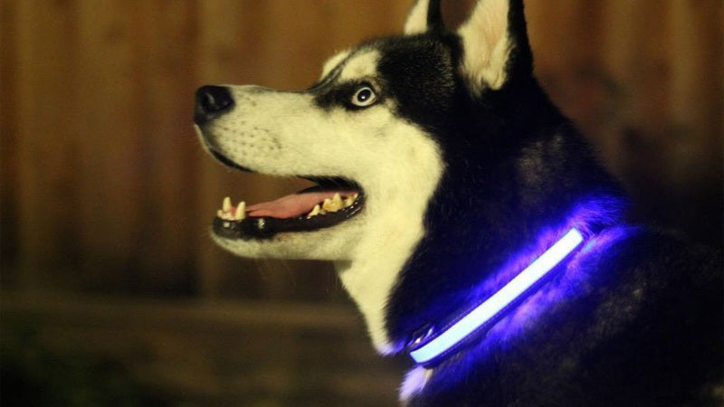 LED Safety Dog Collar