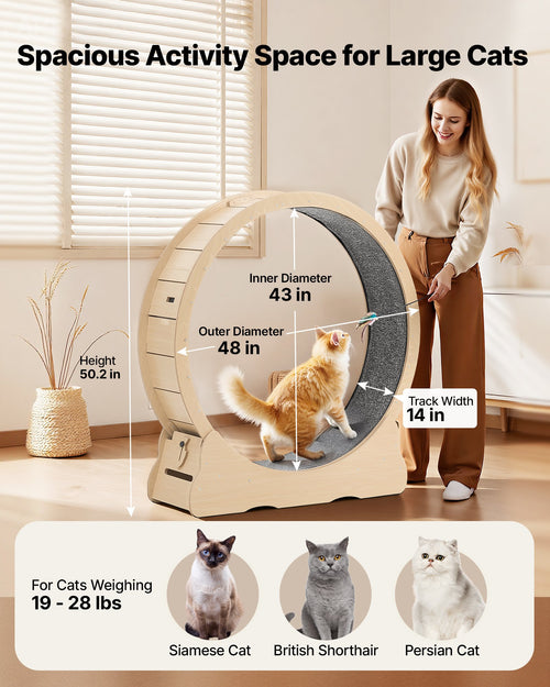 Indoor Cat Exercise Wheel – Quiet Running Treadmil